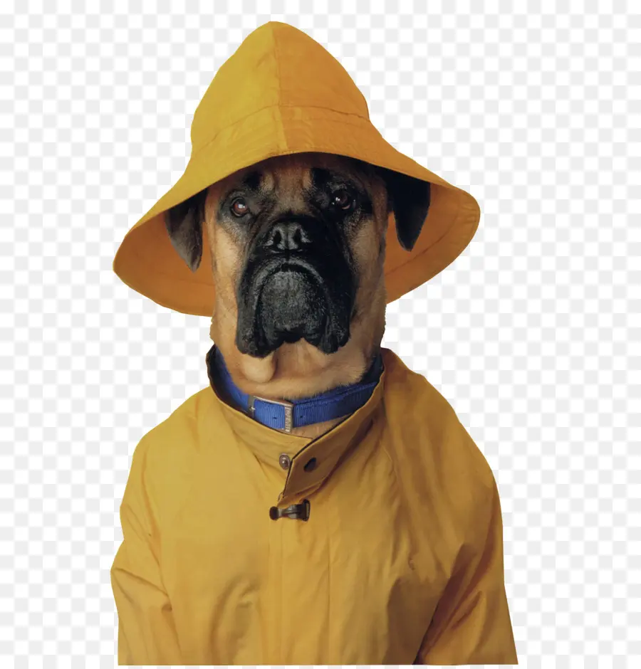 Mastiff Tibétain，Bouledogue PNG