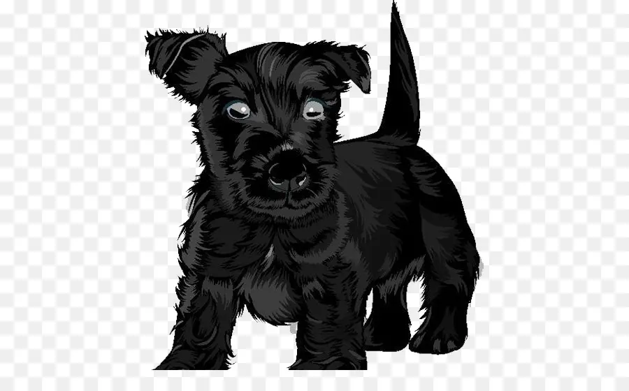 Terrier écossais，Terrier Noir Russe PNG