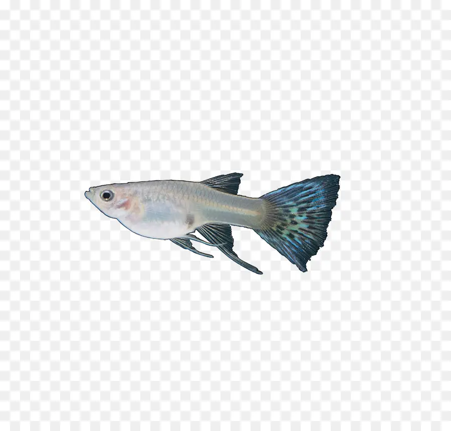 Poisson，Mer PNG