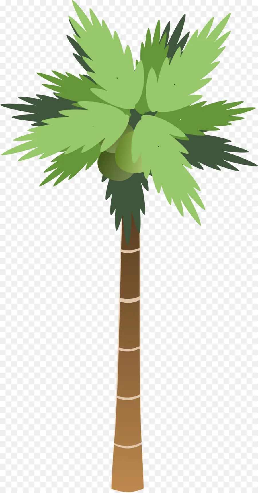 Arecaceae，Noix De Coco PNG