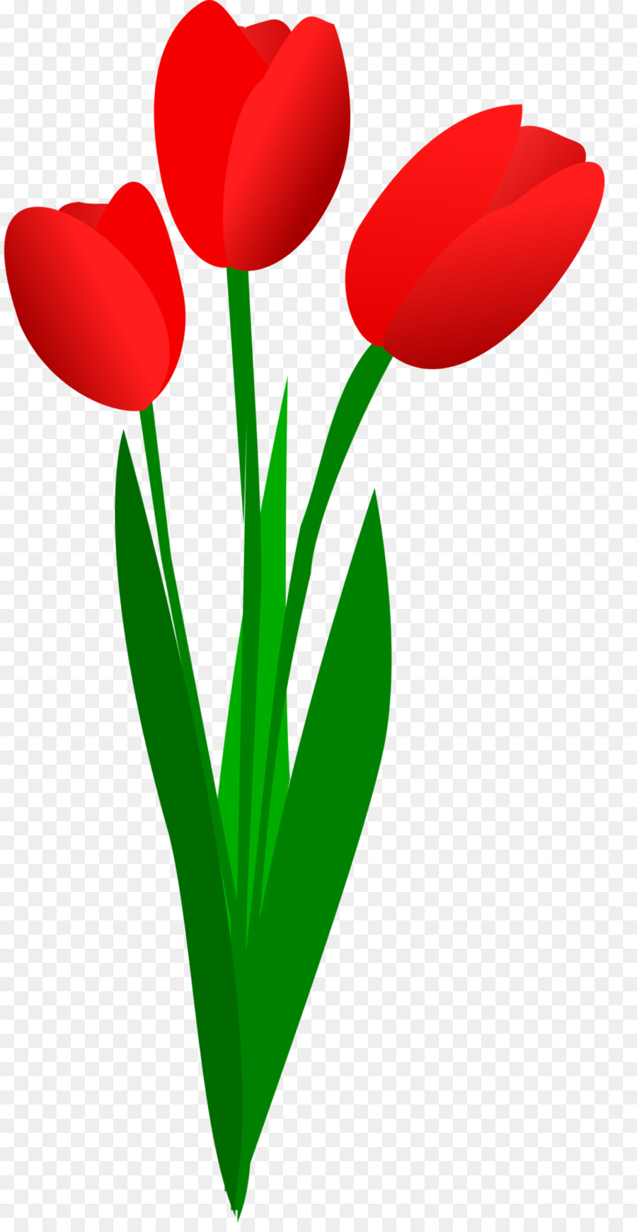 Tulip，Contenu Gratuit PNG