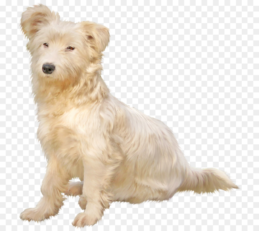 Chat Persan，Chien PNG