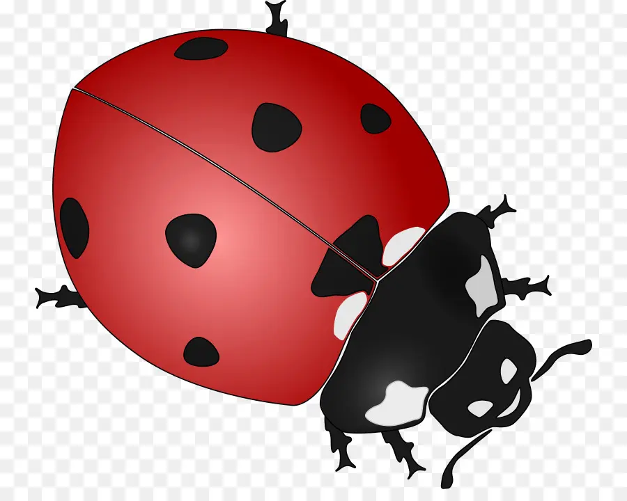 Coccinelle，Bogue PNG