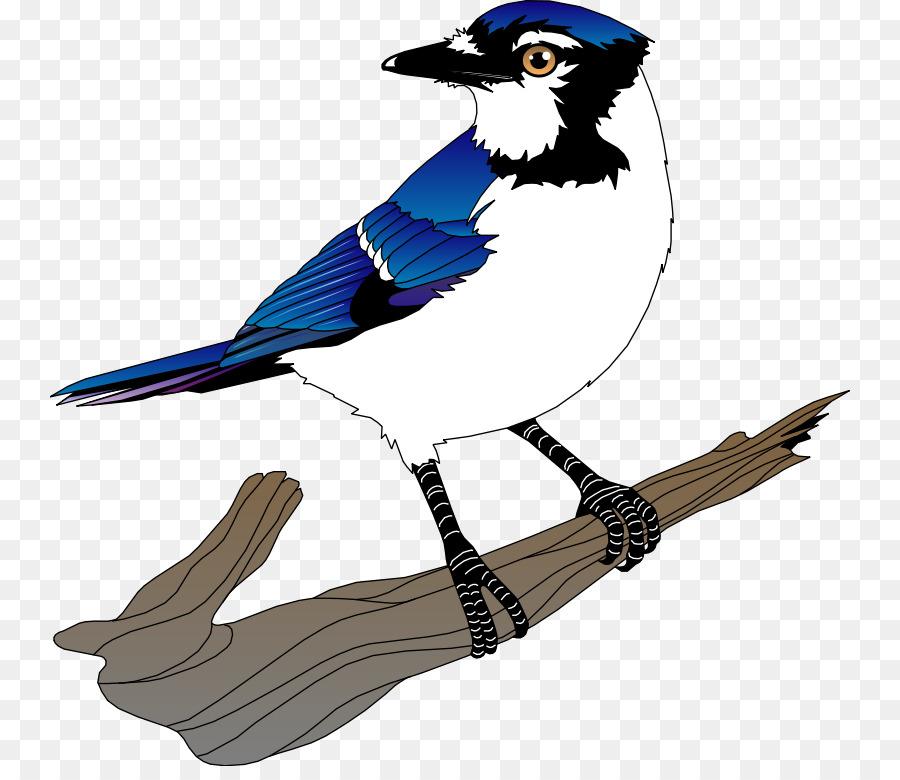 Geai Bleu，Oiseau PNG