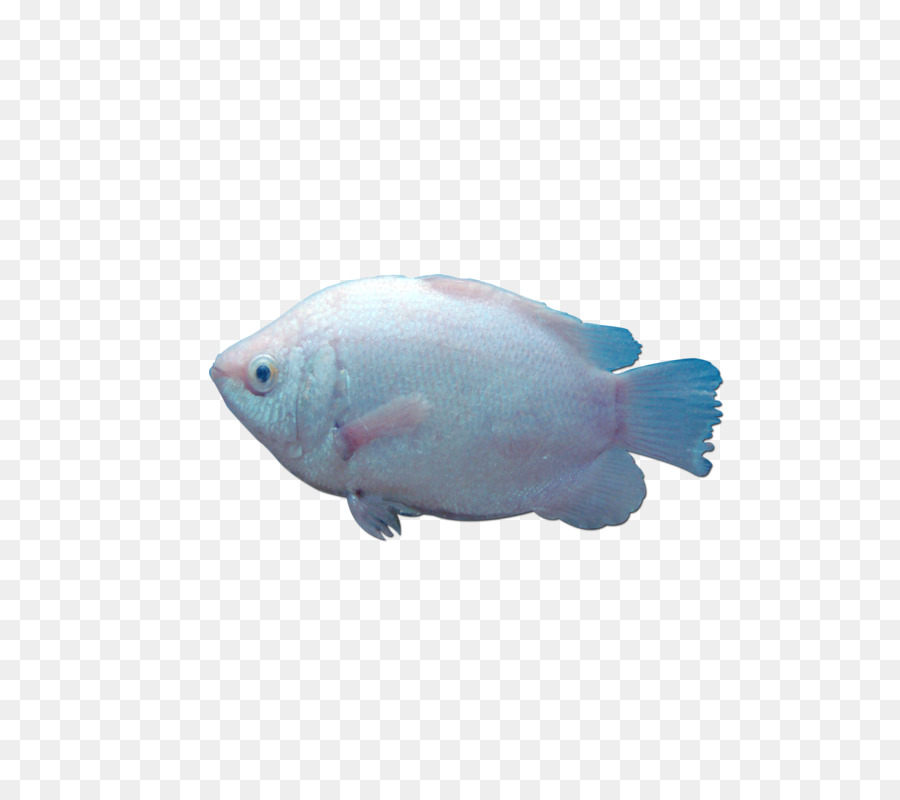 Les Poissons，Télécharger PNG