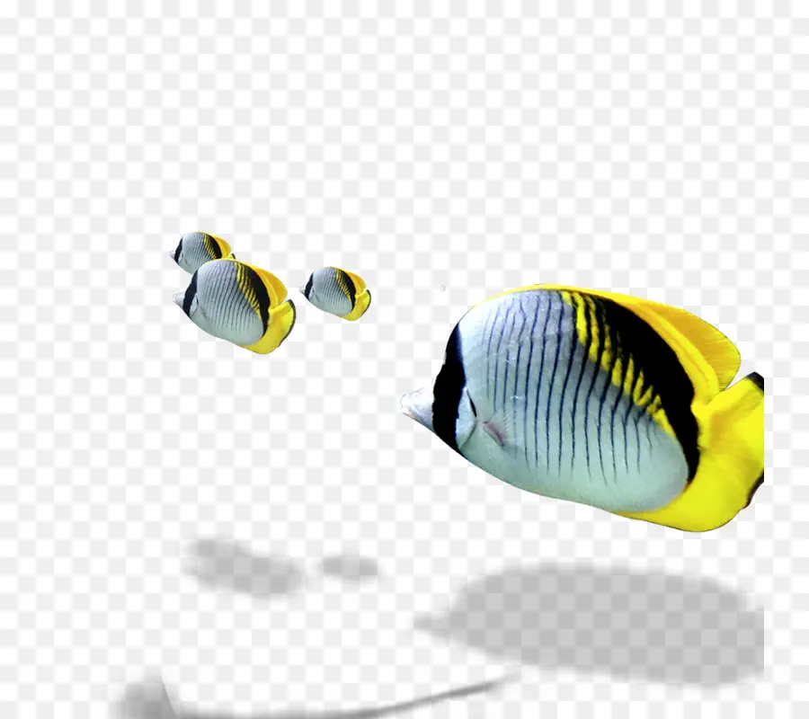 Poisson，Aquatique PNG