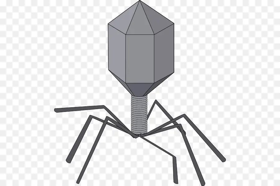 Bactériophage，Phages PNG