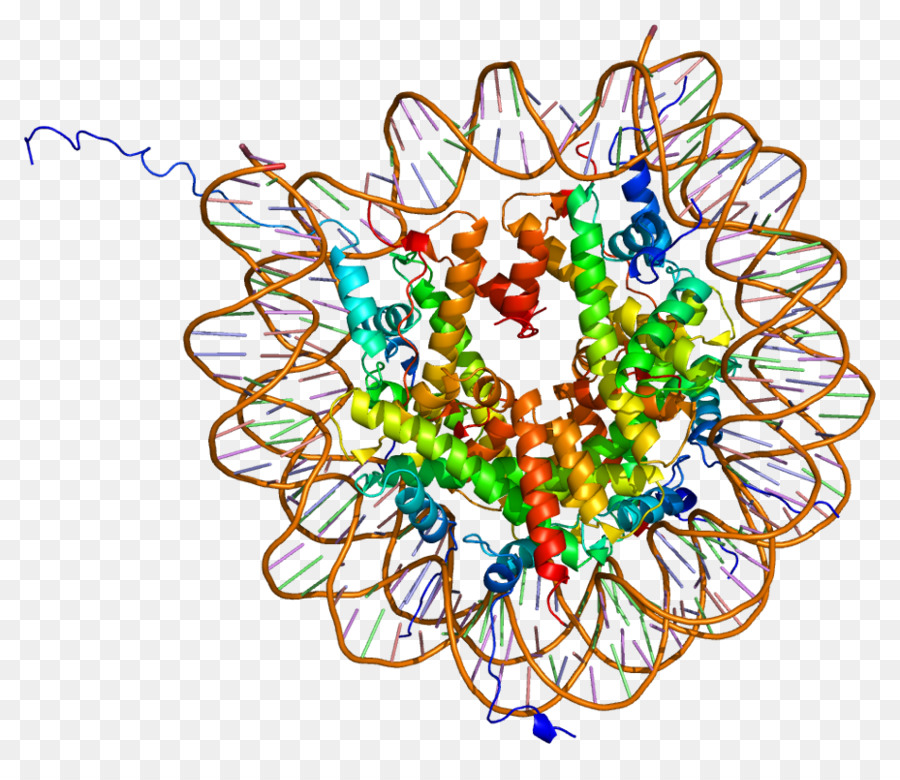 Histone，Octamer Histone PNG