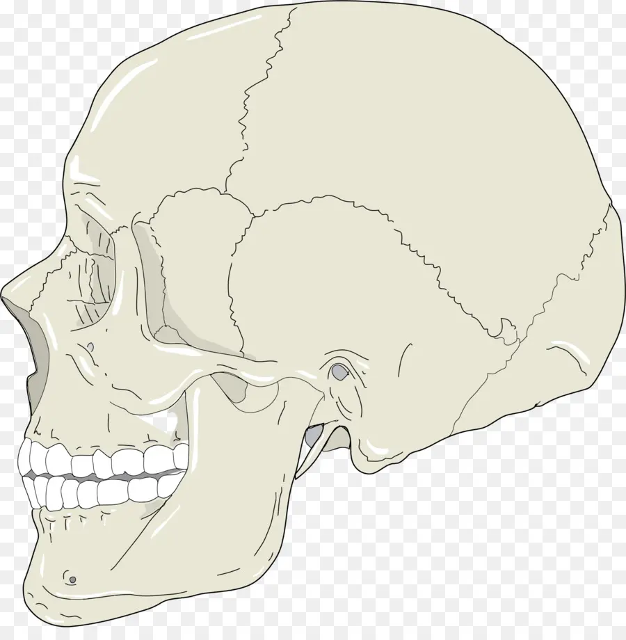 Crâne Humain，Anatomie PNG