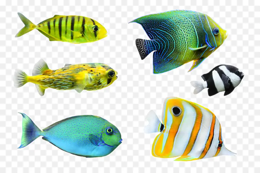 Poisson，Aquatique PNG