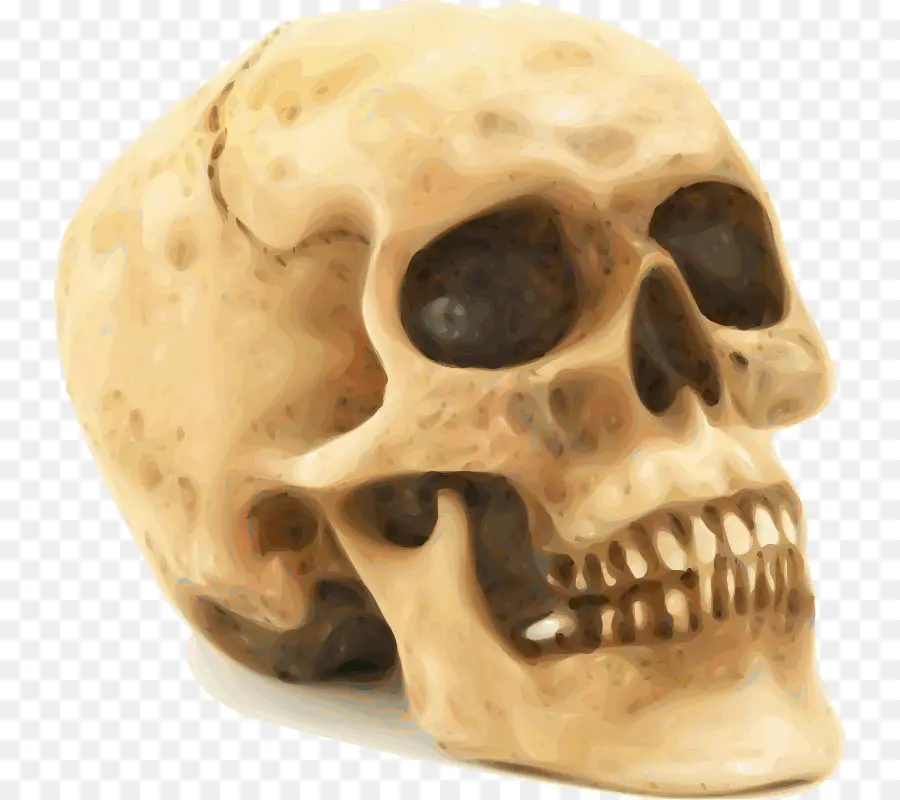 Crâne，Squelette Humain PNG
