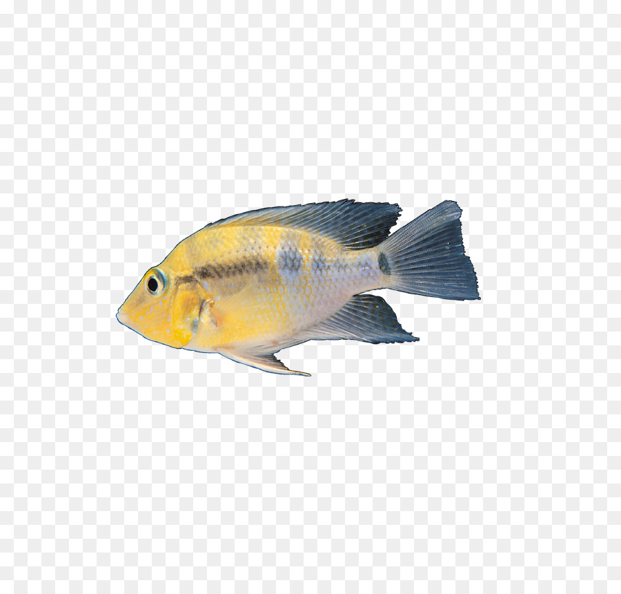 Deux Poissons，Poisson D'argent PNG