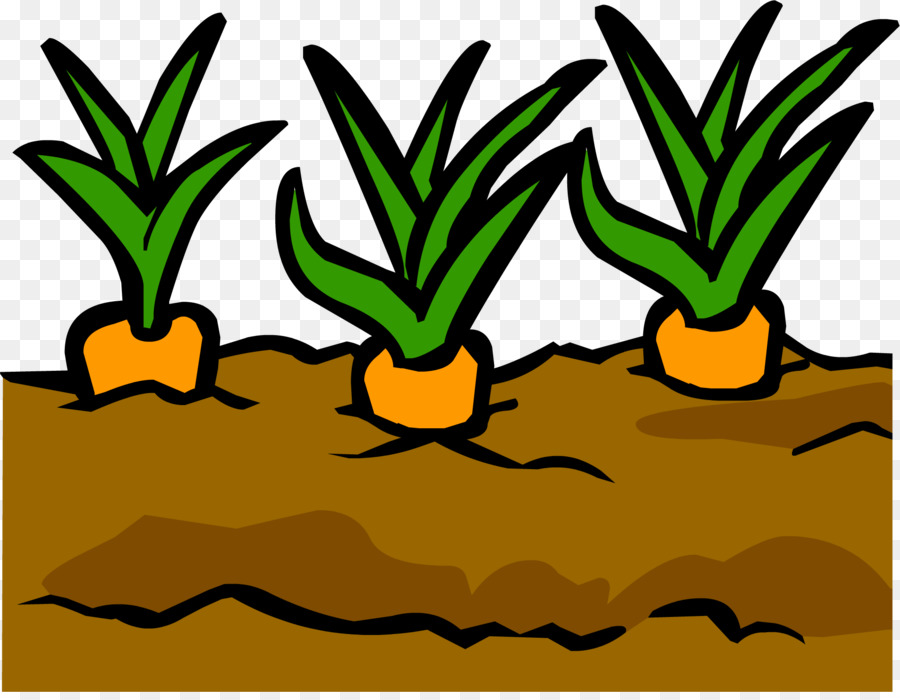 Plantes，Carottes PNG