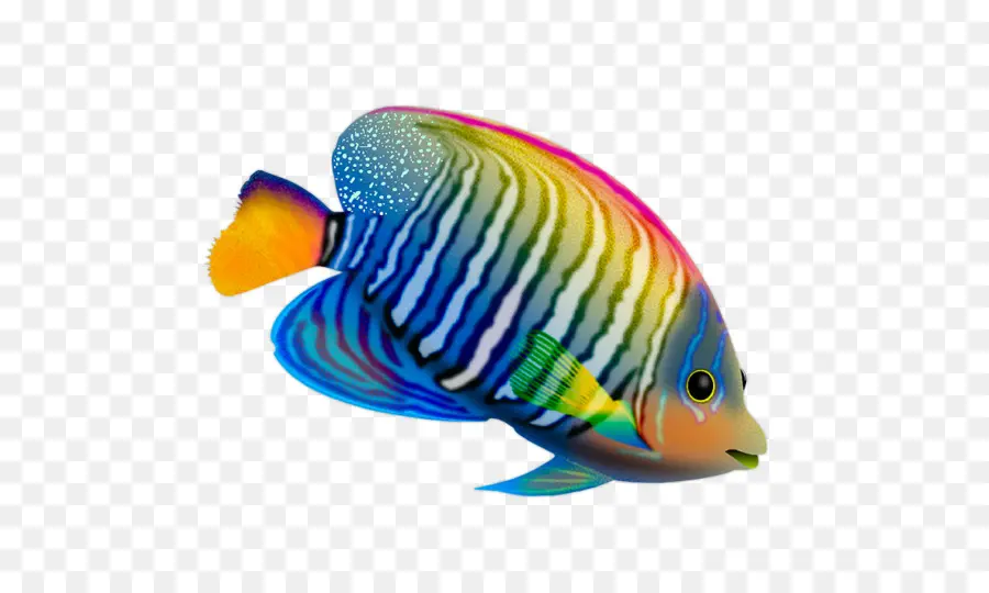 Poisson Coloré，Aquatique PNG