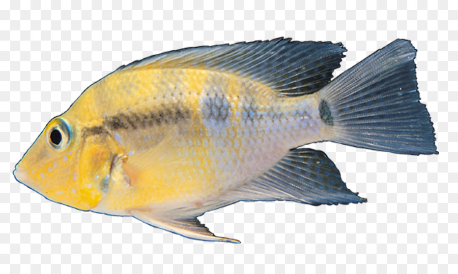 Poisson Jaune，Mer PNG