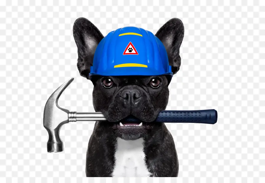 Chien Avec Casque De Chantier，Casque PNG