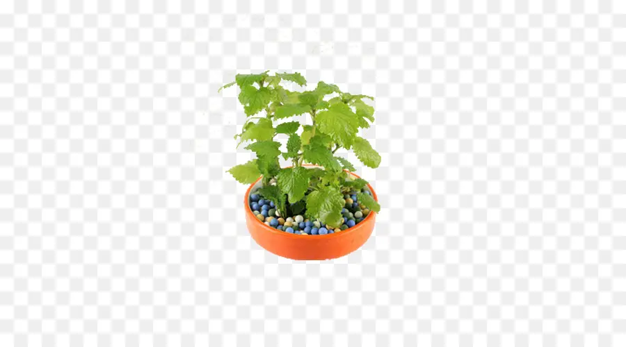 Plante En Pot，Vert PNG