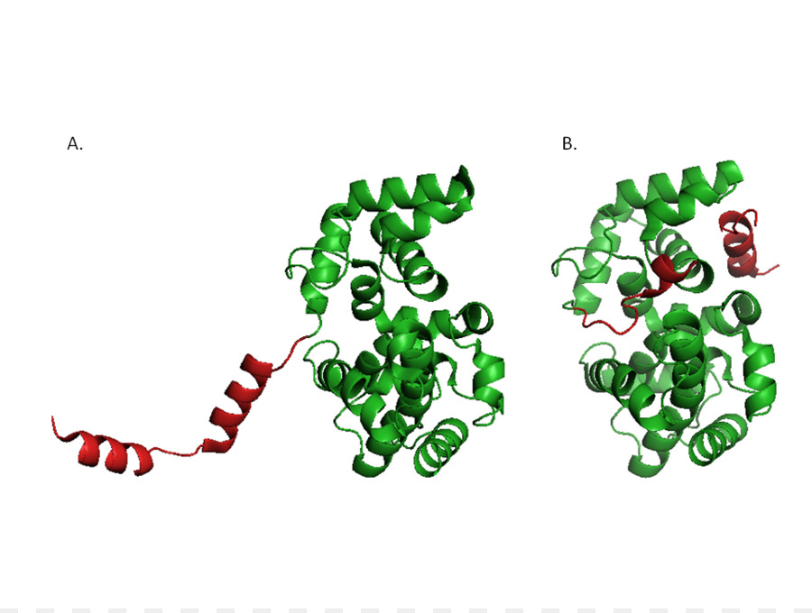 Machine Internationale Génétiquement Modifiée，E Coli PNG