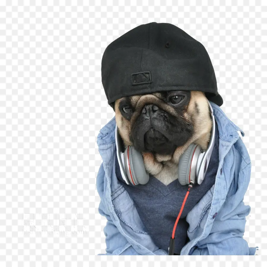 Carlin，Bouledogue PNG