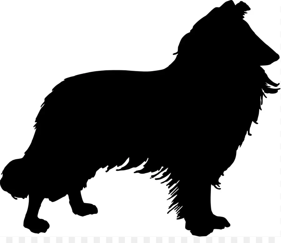 Shetland Sheepdog，Border Collie PNG