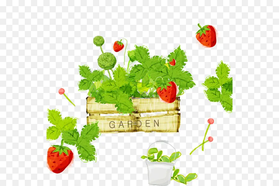 Fraisier，Jardin PNG