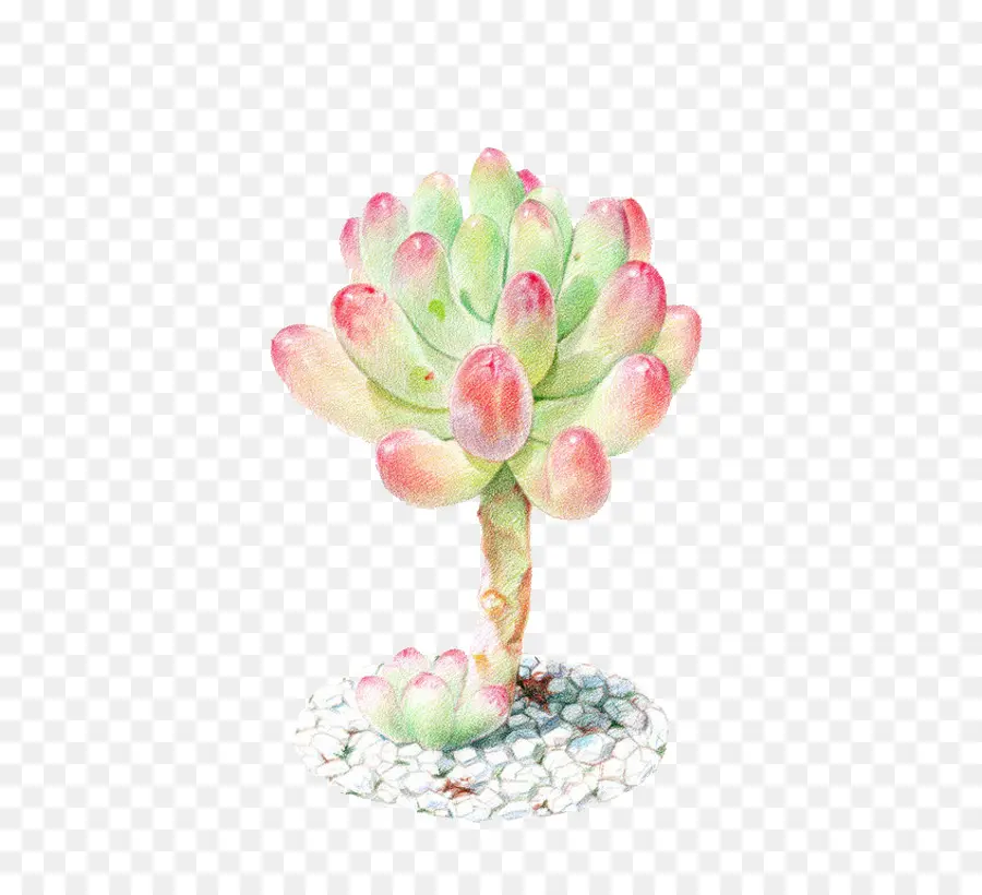Plante Succulente，La Peinture à L'aquarelle PNG