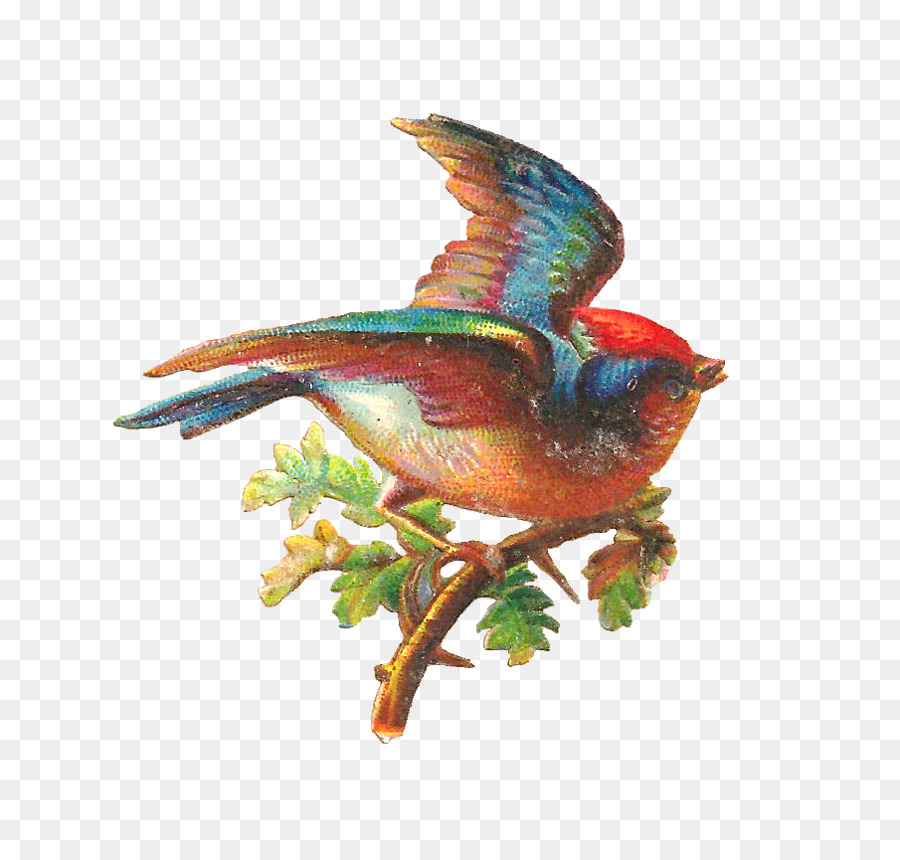 Oiseau，Chêne PNG