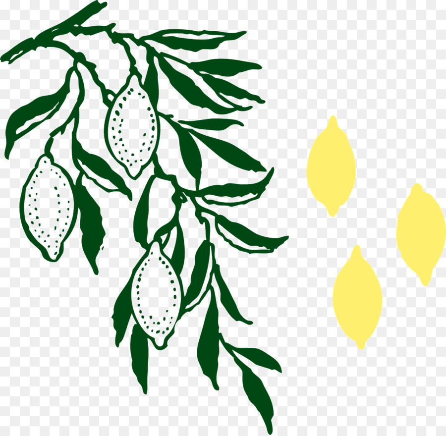 Citron，Branche PNG