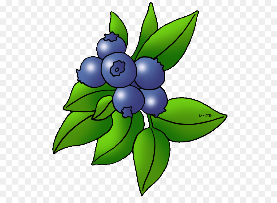 Bleuets，Feuilles PNG