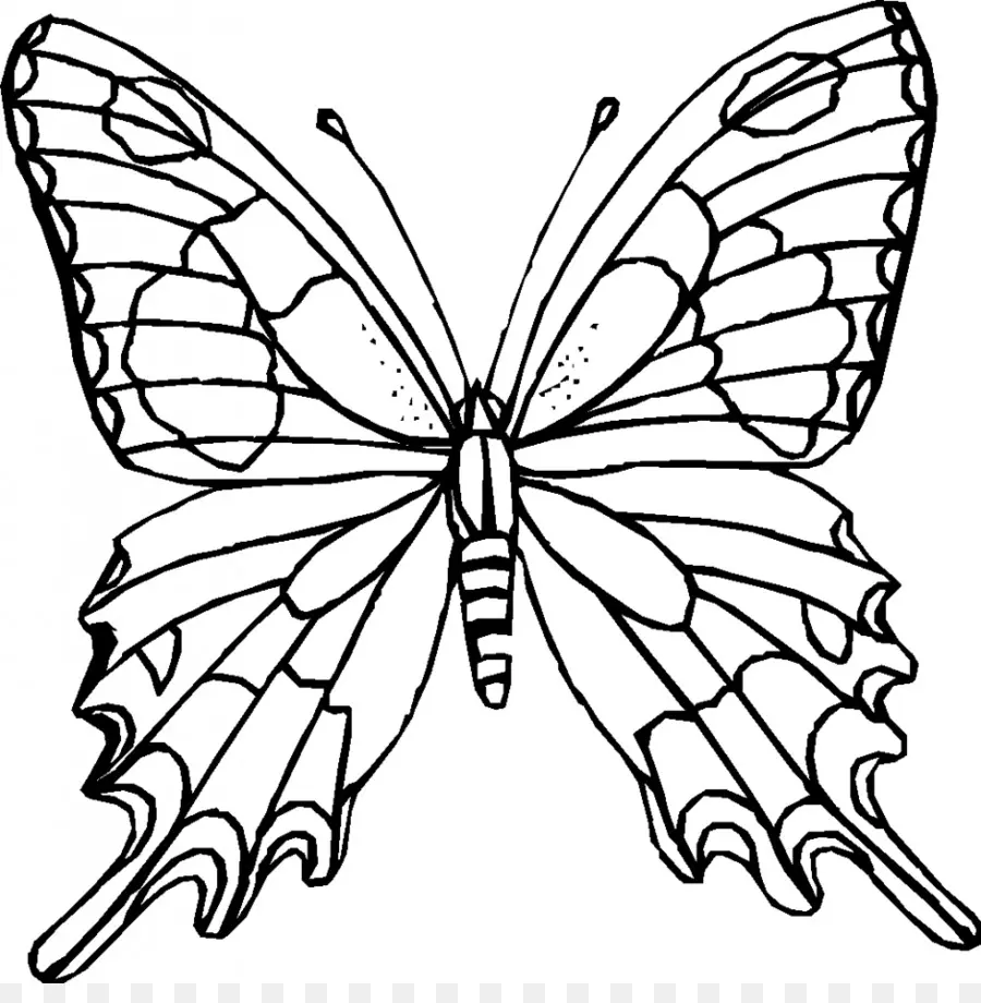 Papillon，Contour PNG