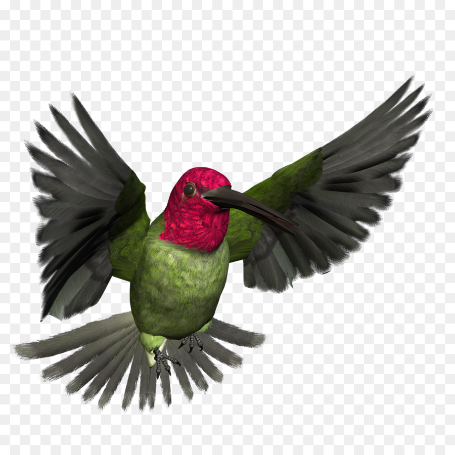 Oiseau，Pollinisateur PNG