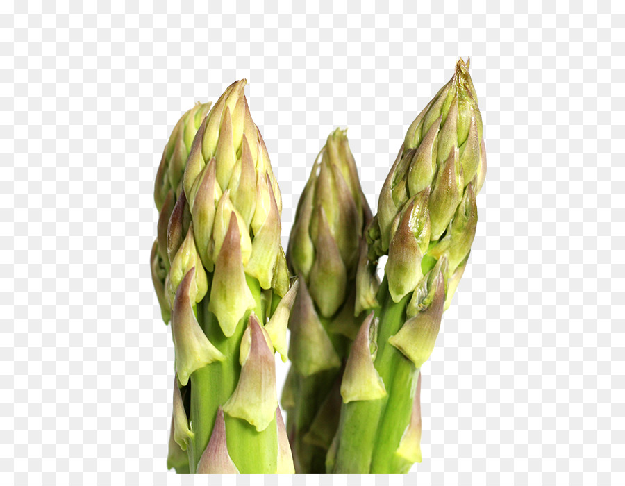 Asperge，Vert PNG