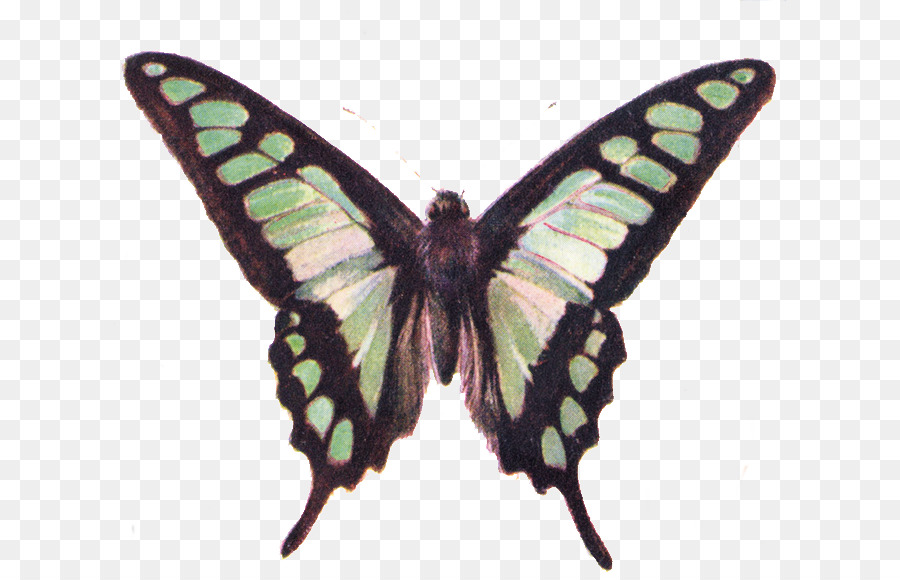 Papillon，Contenu Gratuit PNG