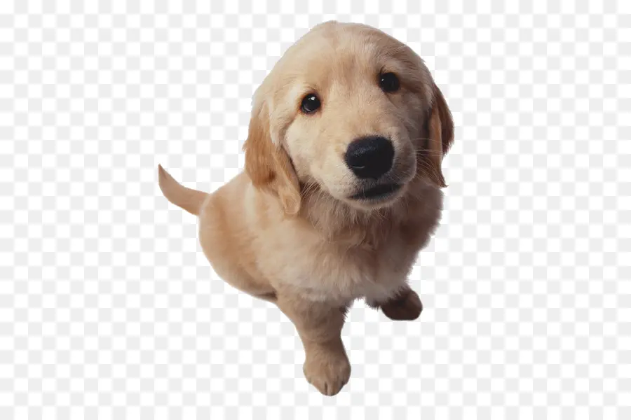 Chiot，Chien PNG