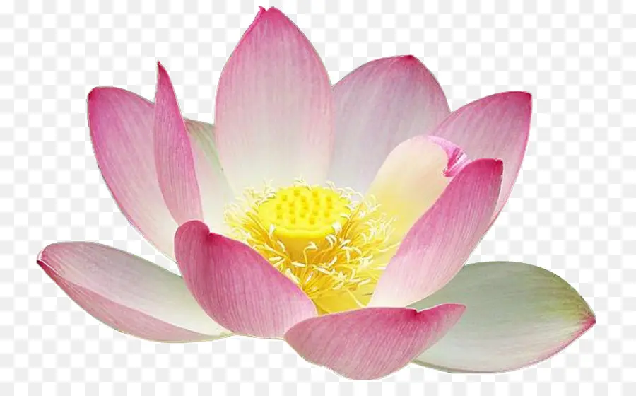 Fleurs De Lotus，Eau PNG