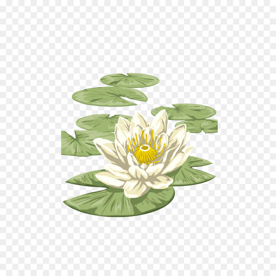 Lilium，Fleur PNG