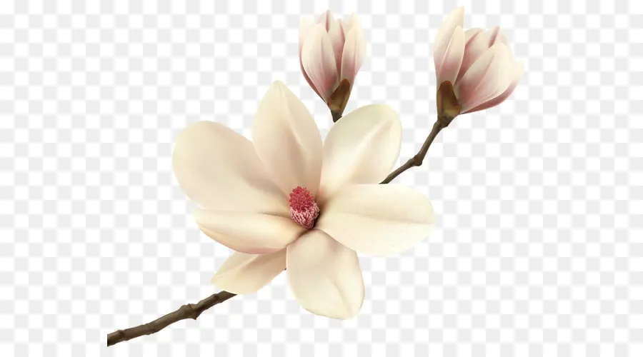Magnolia Du Sud，Magnolia Fraseri PNG