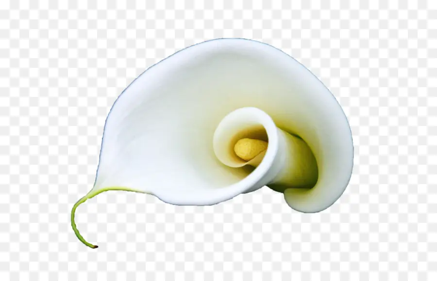 Lily Calla，Blanc PNG