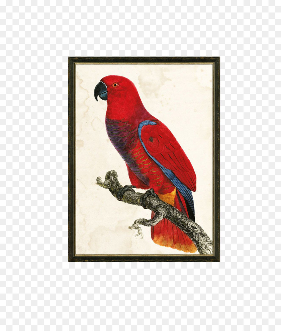 Perroquet Rouge，Bifurquer PNG