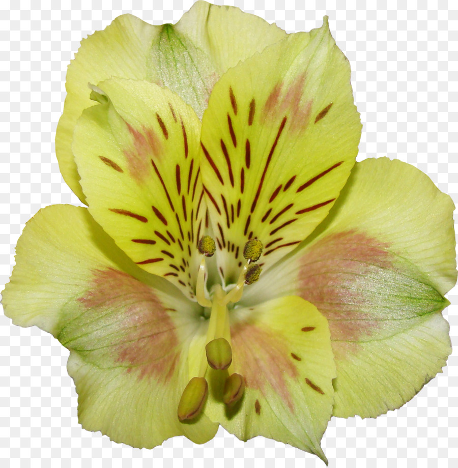 Fleur Colorée，Fleurir PNG