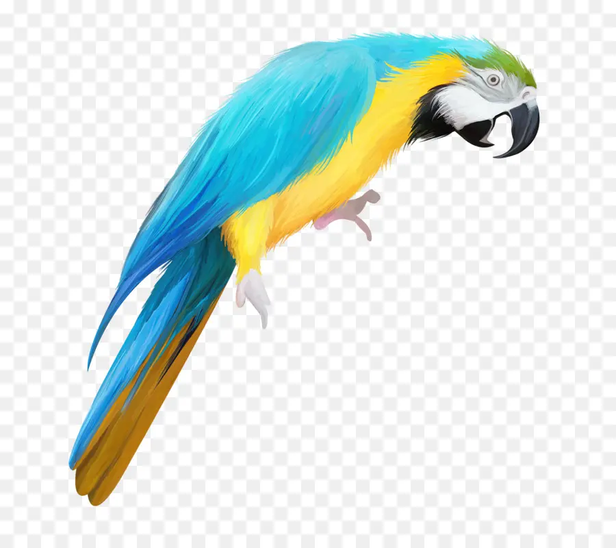 Perroquet，Bleu PNG