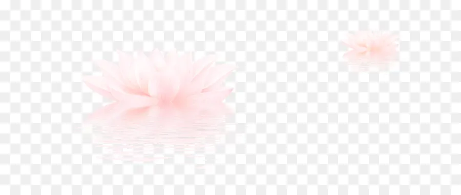 Lotus Rose，Lotus PNG