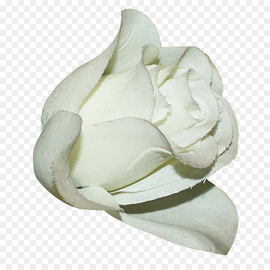 Rose Blanche，Floraison PNG