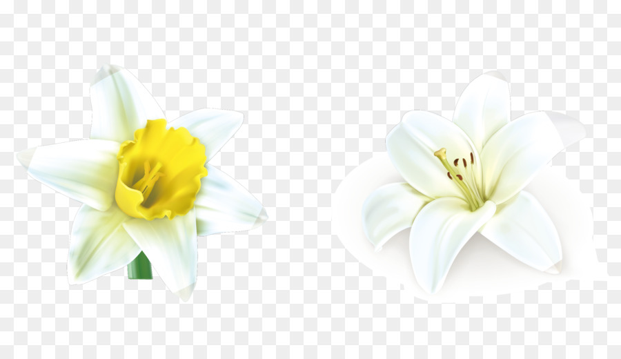 Lily White，Les Fleurs Coupées PNG