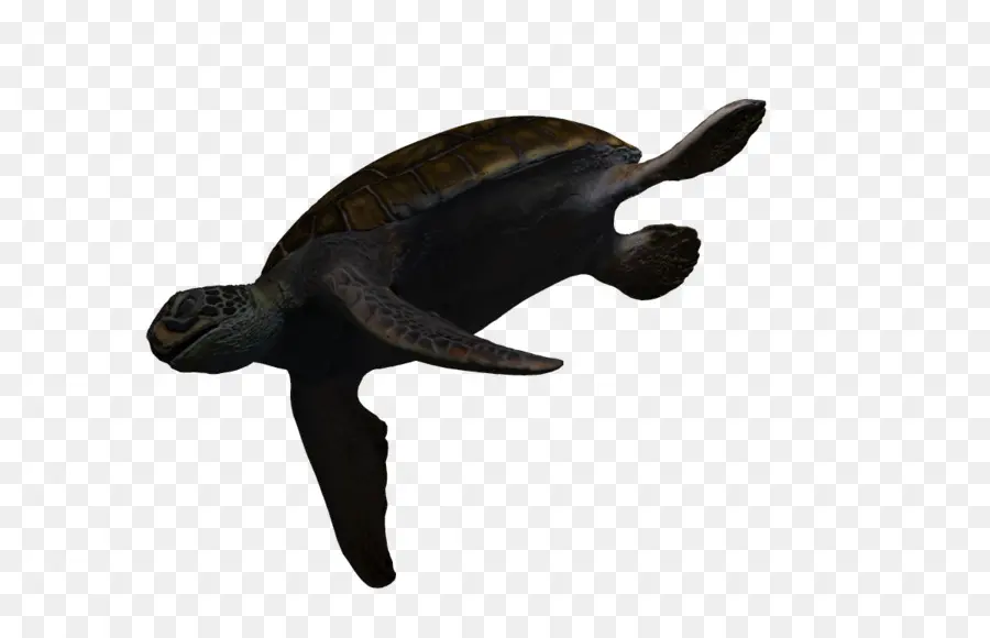 Tortue De Mer，Océan PNG