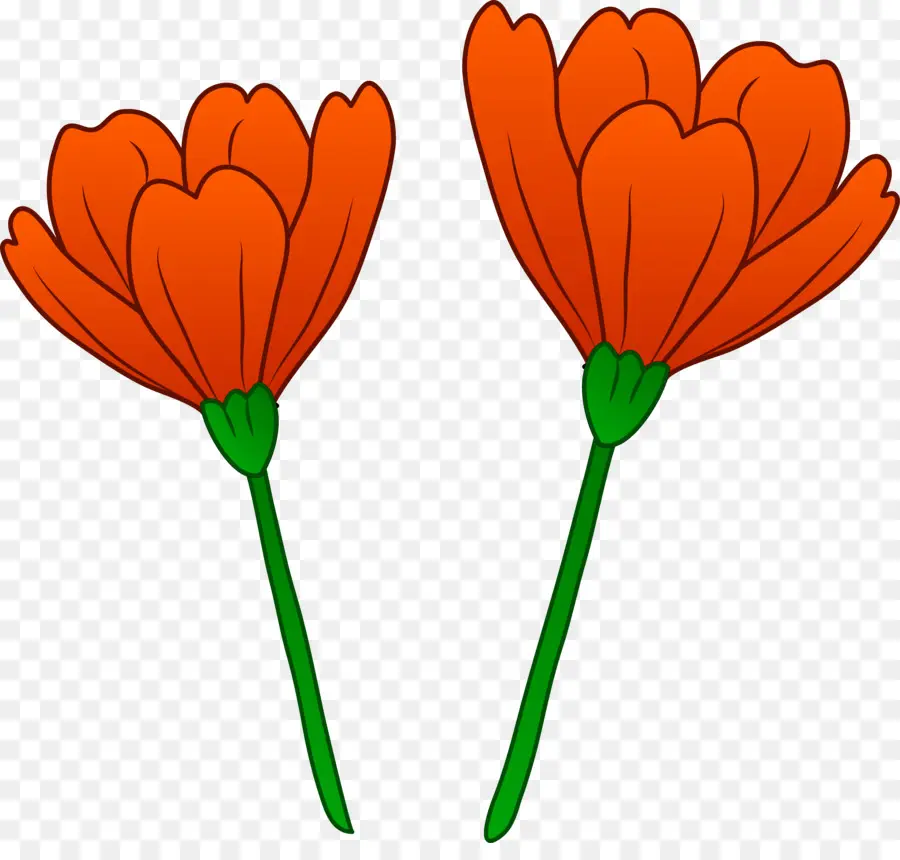 Fleurs Oranges，Floraison PNG