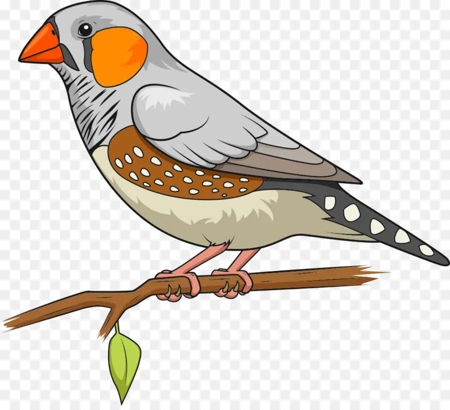 Oiseau，Zèbre Finch PNG