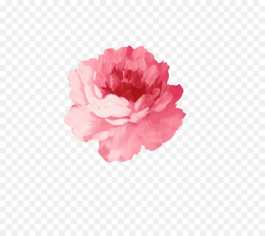 Fleur Rose，Rose PNG