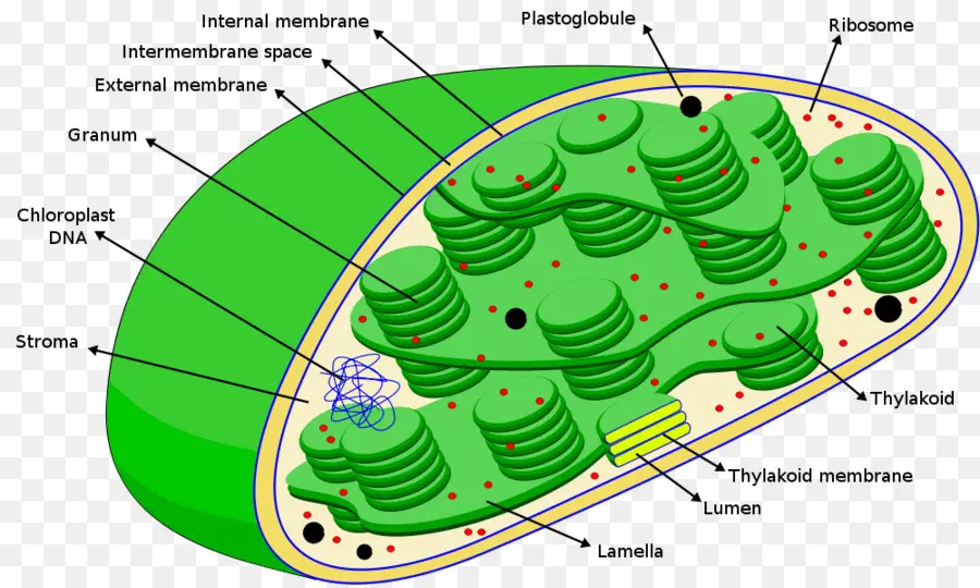 Chloroplaste，Photosynthèse PNG