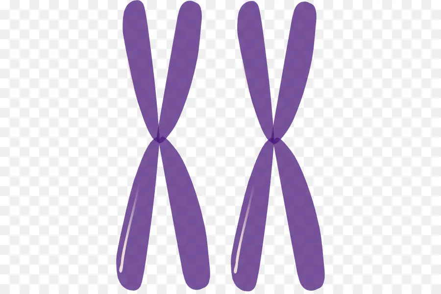 Violet X，Chromosome PNG